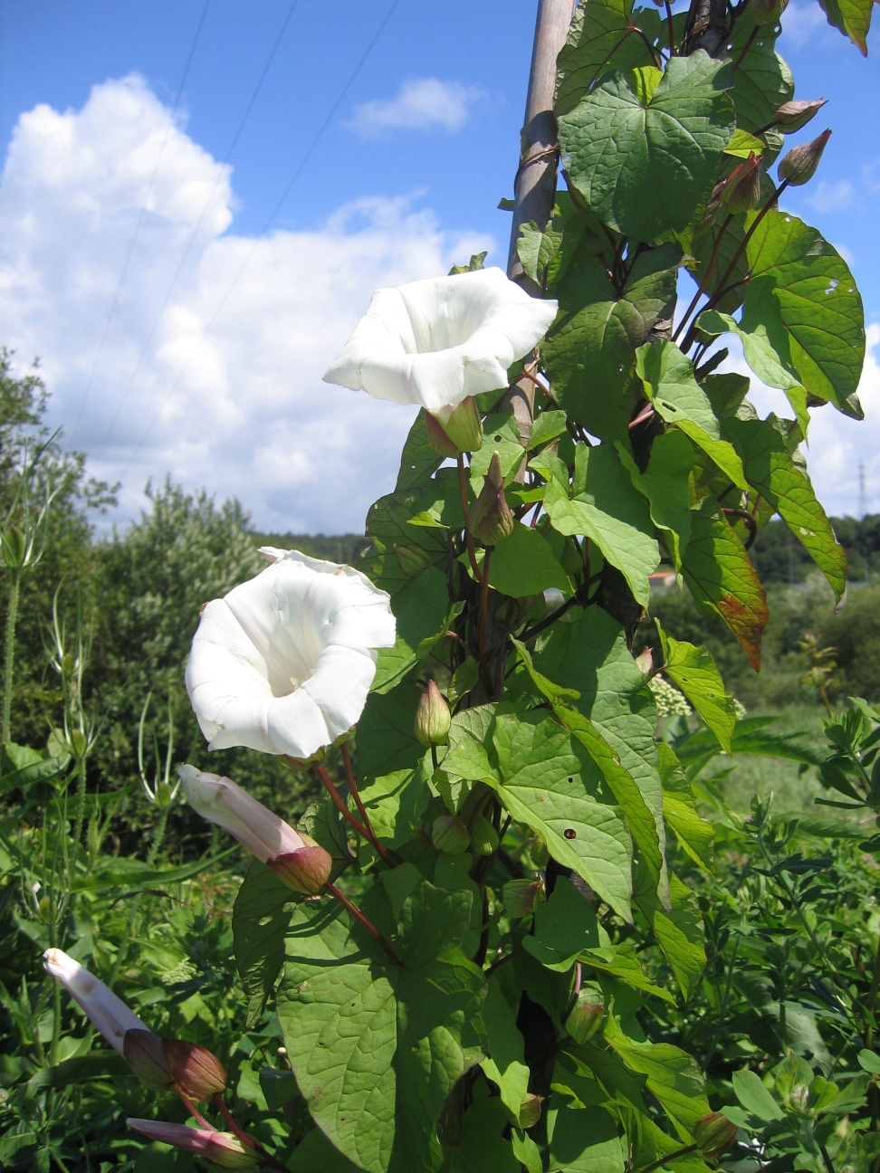larger bindweed